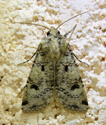 Réf. 335 837 : Agrotis trux